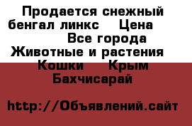 Продается снежный бенгал(линкс) › Цена ­ 25 000 - Все города Животные и растения » Кошки   . Крым,Бахчисарай